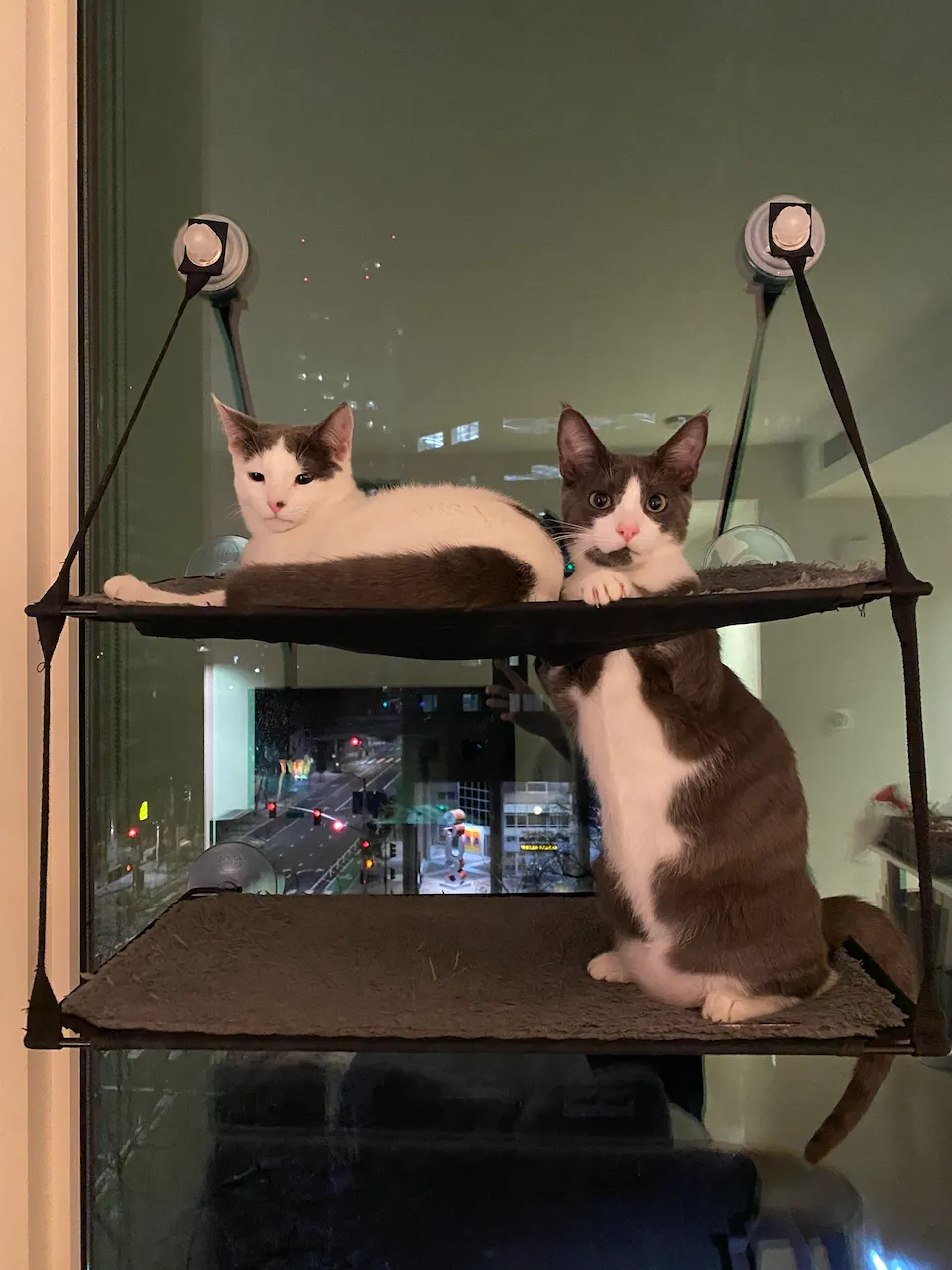 Kumo (mostly white) and Raiu (mostly gray)