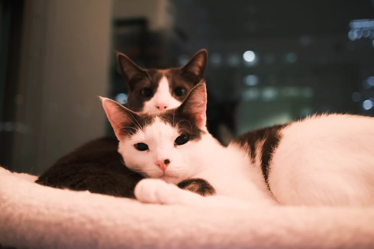 Kumo (mostly white) and Raiu (mostly gray)